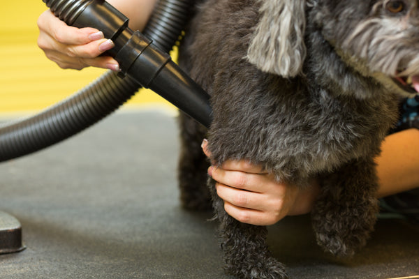 AIR FORCE® BLASTER PET DRYER