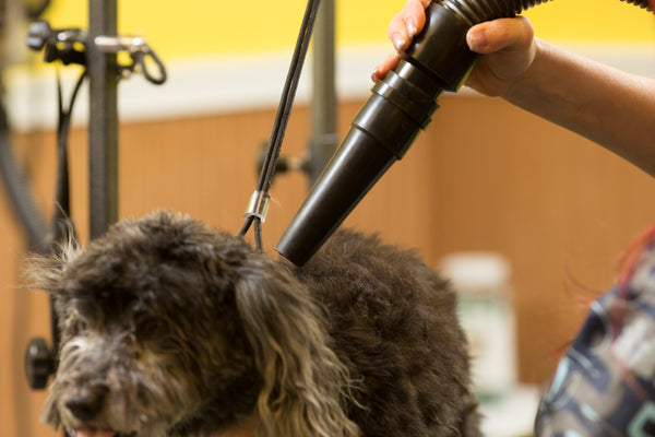 AIR FORCE® BLASTER PET DRYER