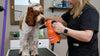 Dog Vacuum