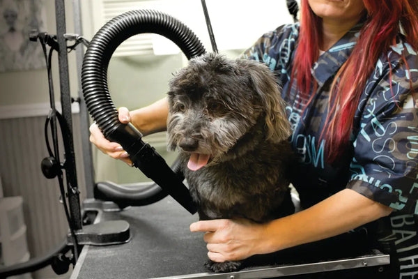 Groomer using MetroVac Air Force® Commander® Pet Dryer on a black dog during grooming session, demonstrating hands-on use.