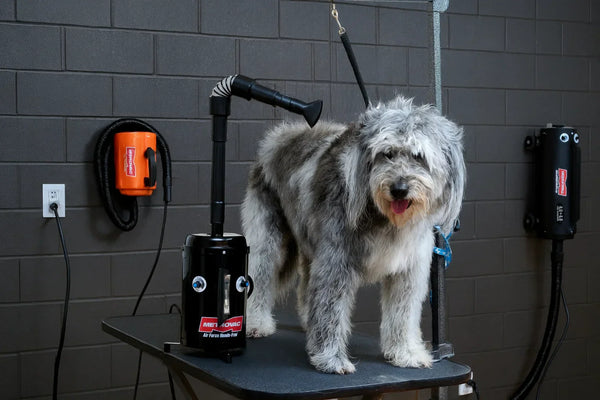 Fluffy gray and white dog standing on a grooming table with a Metrovac Air Force pet dryer beside it in a professional grooming setup.