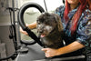 Groomer using MetroVac Air Force® Commander® Pet Dryer on a black dog during grooming session, demonstrating hands-on use.